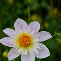 Dahlia x 'Teesbrook Audrey'